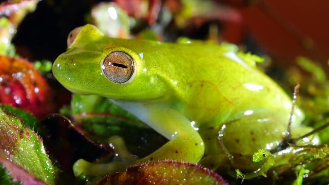 Babbling Stream Frog (Hyloscirtus alytolylax), slow motion in rain. A tree frog found on the banks of mountain streams  in cloud forest on the western slopes of the Andes in Ecuador. 