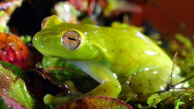 Babbling Stream Frog (Hyloscirtus alytolylax), slow motion in rain. A tree frog found on the banks of mountain streams  in cloud forest on the western slopes of the Andes in Ecuador. 