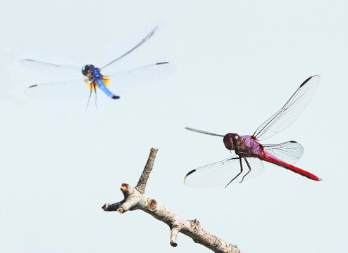 A Closeup of  Two Different Dragonflies Competing for the Only Perch next to the Pond
