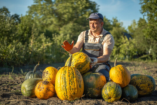 A man sits amidst a bountiful harvest of vibrant pumpkins under soft autumn sunlight. He carefully inspects the pumpkins while surrounded by a lush garden, celebrating the season's yield
