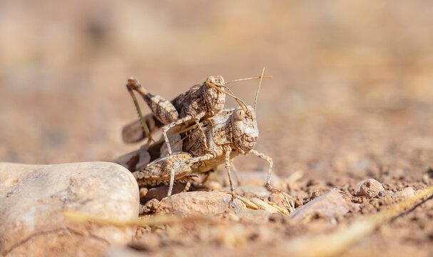 Detailed macro close-up of a small male grasshopper mating with a significantly larger female Oedipoda miniata miniata on the rocky ground near Kabakli Pond in Diyarbakir. Sharp focus on insect reprod