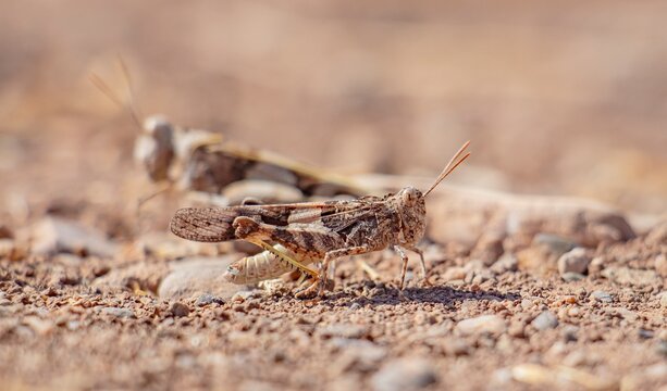 High contrast close-up of a Scarlet Band-winged grasshopper camouflaged on the rocky and dry terrain of Kabakli Pond, showing intricate wing patterns and specialized body texture.