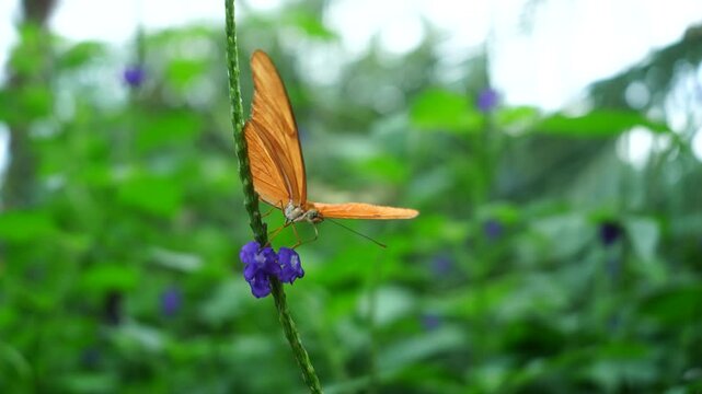 Julia butterfly feeding on purple flowers in tropical garden