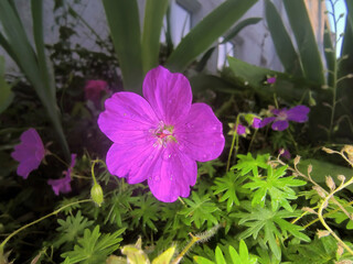 Niewielki, fioletowy kwiat bodziszka krwistego (Geranium sanguineum) w ogrodzie, z kroplami letniego deszczu na płatkach. Wyrazisty kwiat wyróżnia się na tle wysokich, zielonych liści oraz zarysu budy © Grzegorz