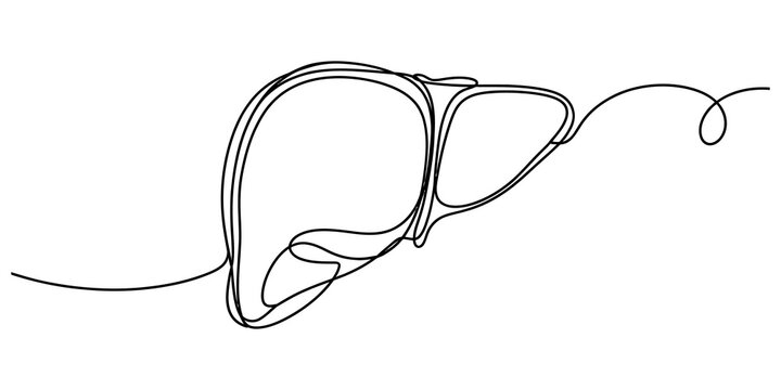 Human liver organ simple continuous single line drawing vector illustration showing internal body anatomy for medical education use isolated on transparent background
