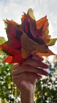 autumn leaves in hand