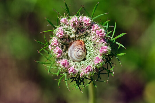 Kart&auml;userschnecke ( Monacha cartusiana ) im Bl&uuml;tenstand der Wilden M&ouml;hre.
