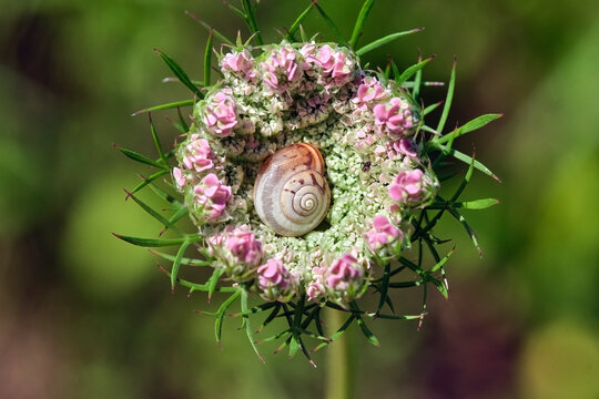 Kart&auml;userschnecke ( Monacha cartusiana ) im Bl&uuml;tenstand der Wilden M&ouml;hre.