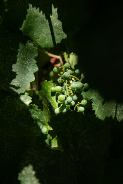 young grapes on a vine in a vineyard with dramatic contrast lighting and shadows, negative space, composition