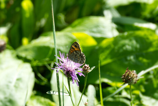 Wall Brown Butterfly (Lasiommata megera) sitting on a pink flower in Zurich, Switzerland