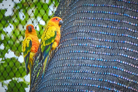 Sonnensittich ( Aratinga solstitialis ).