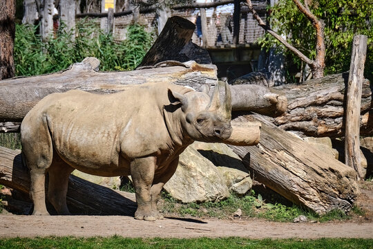 Ostafrikanisches Spitzmaulnashorn ( Diceros bicornis michaeli ).