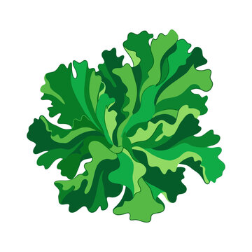 Detailed flat vector illustration of ulva lactuca sea lettuce, green seaweed edible plant isolated on white background