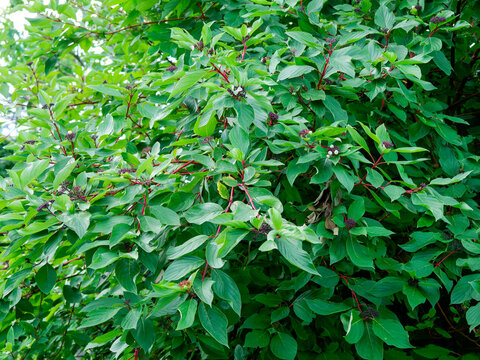 (Cornus sericea) Red Twig Dogwood an upright-spreading, suckering shrub covered ovate to lanceolate medium green leaves and clusters of whitish drupes in summer
