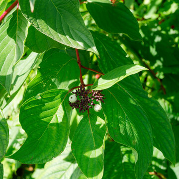 Cornus sericea - Red twig dogwood, one of beautiful shrub bearing clusters of bluish or white berries contrasting with red stems and medium green foliage