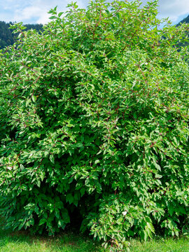 Cornus sericea | Red Twig Dogwood or red osier Dogwood, multi-stemmed ornamental shrub adorned with white berries on red stems bearing ovate, veined green leaves 