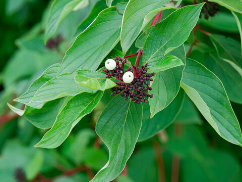 Cornus sericea or Red twig dogwood or red osier dogwood, shrub producing clusters of white berries above medium green ovate leaves on reddish stems