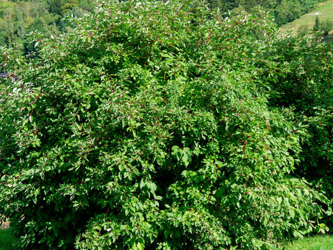 Cornus sericea - Red twigs grow on multi-stemmed trunk adorned with clusters of creamy-white round berries in late summer