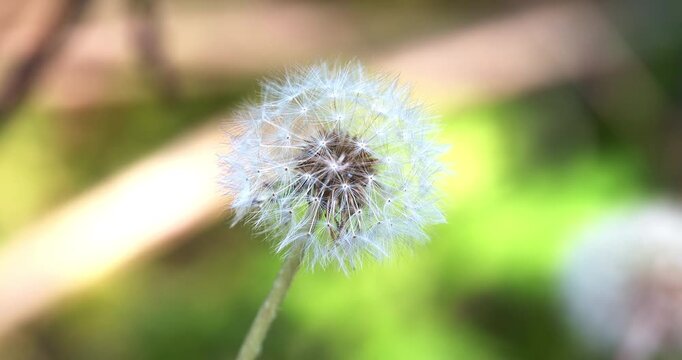 Dandelions in a meadow in september.