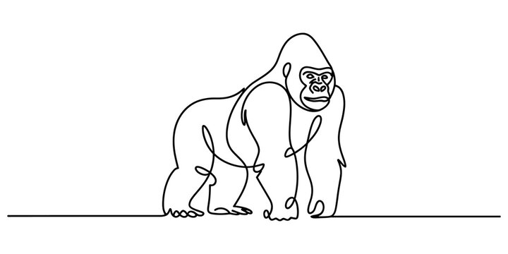 A single continuous line drawing of a strong gorilla standing in a simple artistic style for modern design and creative logos isolated on transparent background