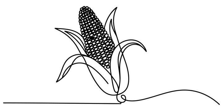 Fresh corn cob with leaves drawn in a simple continuous single line art style for a minimalist food illustration or graphic design isolated on transparent background