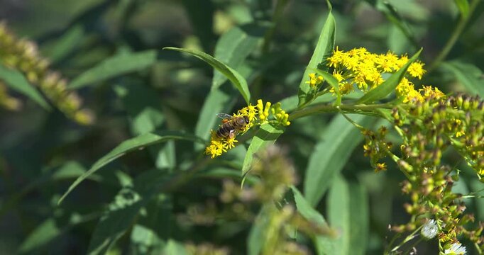  Macro - Bee on some yellow flowers