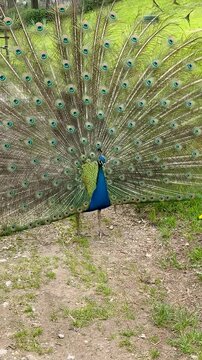 Male peacock displaying its magnificent colorful tail feathers during courtship, while two chickens walk in the foreground, natural wildlife scene showcasing animal behavior and beauty