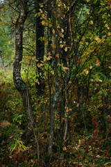 Obraz premium Autumn forest with bright colorful leaves