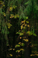 Obraz premium Autumn forest with bright colorful leaves