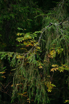 Autumn forest with bright colorful leaves