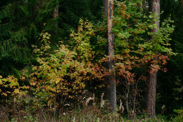 Autumn forest with bright colorful leaves © Grigoriy