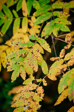 Autumn forest with bright colorful leaves