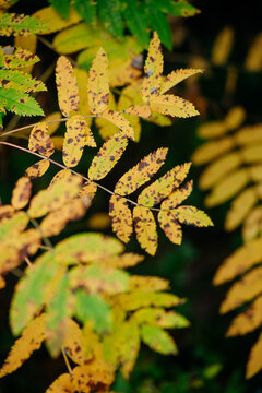 Autumn forest with bright colorful leaves