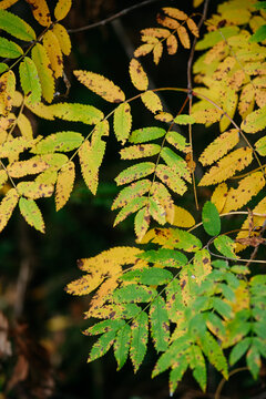 Autumn forest with bright colorful leaves