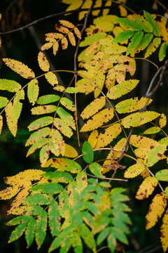 Autumn forest with bright colorful leaves