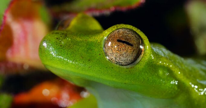 Babbling Stream Frog (Hyloscirtus alytolylax). A tree frog found on the banks of mountain streams  in cloud forest on the western slopes of the Andes in Ecuador. 