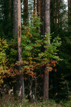 Autumn forest with bright colorful leaves
