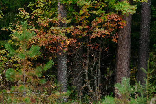 Autumn forest with bright colorful leaves