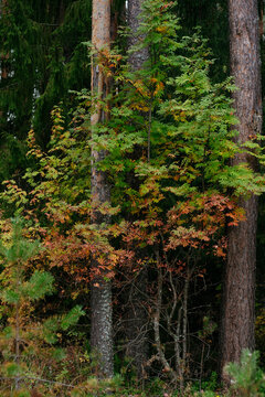 Autumn forest with bright colorful leaves