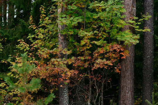 Autumn forest with bright colorful leaves