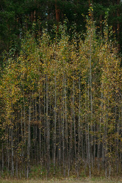Autumn forest with bright colorful leaves