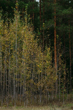 Autumn forest with bright colorful leaves