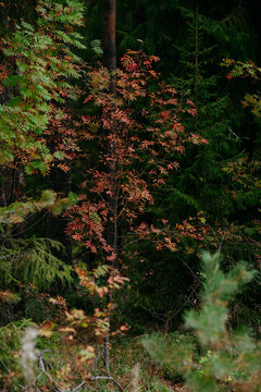Autumn forest with bright colorful leaves