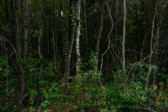 Autumn forest with bright colorful leaves