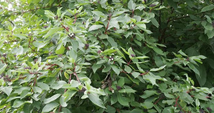 Cornus sericea | Red Twig Dogwood - Red osier Dogwood. Bushy shrub with red stem&ugrave;s bearing clusters of white bis blue-tinged fruits and opposite oval-shaped veined green leaves