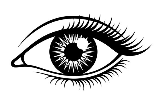 Detailed female eye with long eyelashes line art vector illustration