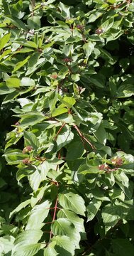 Red-twig dogwood(Cornus sericea) Red-twig dogwood producing attractive clusters of white berries pea-size on reddish twigs covered with green ovate veined green leaves