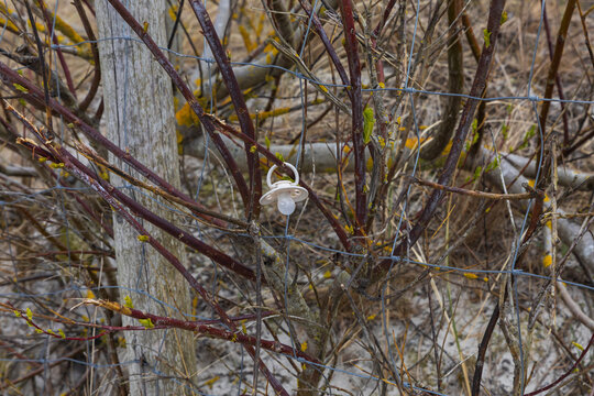 White baby pacifier hanging on wire fence among spring bush branches symbolic lost item