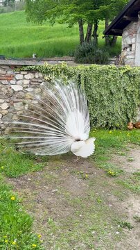 Male peacock displaying its magnificent colorful tail feathers during courtship, while two chickens walk in the foreground, natural wildlife scene showcasing animal behavior and beauty