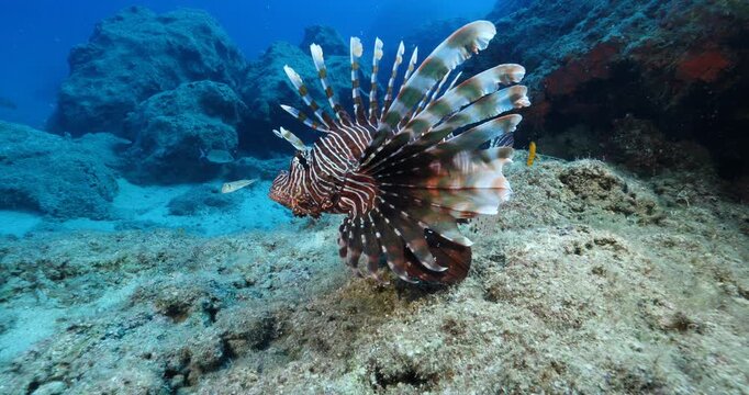 lionfish  underwater searching and patroling rocks and  for food mediterranean sea